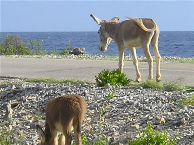 Satellite earth station removal Mark Erney pictures and images Caribbean Nederlands Dutch Antilles island Bonaire donkey donkeys Pic 5