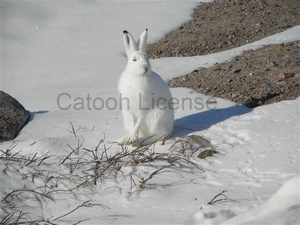 Images and pictures for sale or license by Mark Erney photographs 1 buddy bunny arctic publishers
