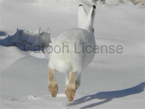Images and pictures for sale or license by Mark Erney photographs 5 buddy bunny arctic publishers